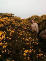 Mannshoher Ginster, Irland